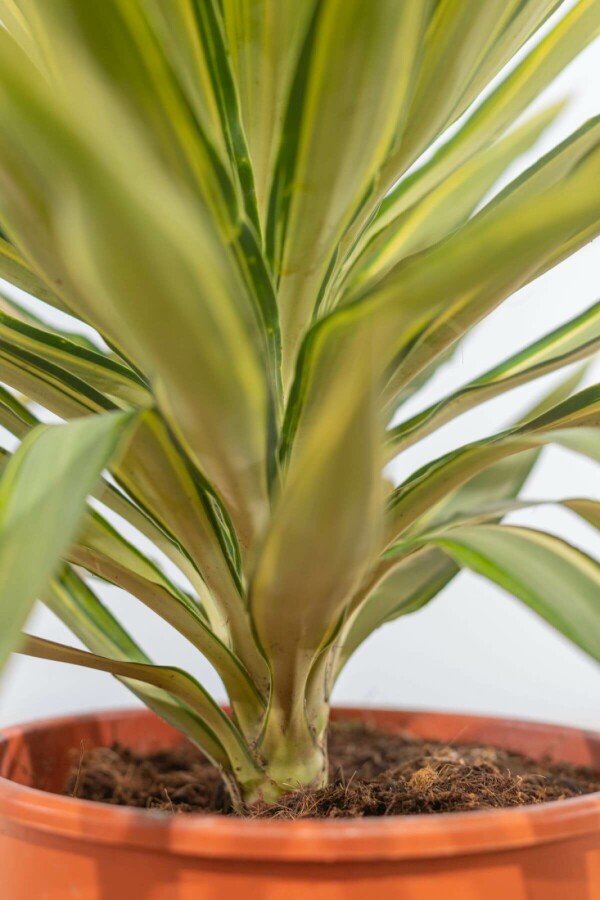 Palm Yucca Elephantipes Jewel Struik 80-100 Pot Palm / Yucca Elephantipes Jewel struik 80-100 cm