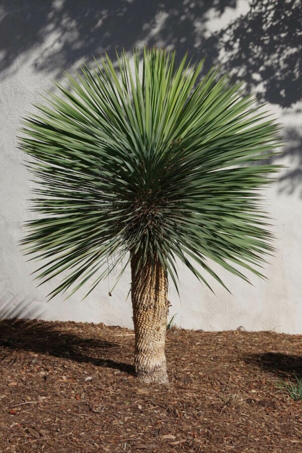 Palm Yucca Rostrata Op stam Stamhoogte 30-40 Hoogte 125-150 Pot Palm / Yucca Rostrata op stam 125-150 cm