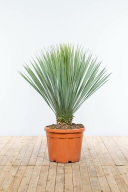 Palm Yucca Rostrata Op stam Stamhoogte 60-80 Hoogte 150-175 Pot Palm / Yucca Rostrata op stam 150-175 cm