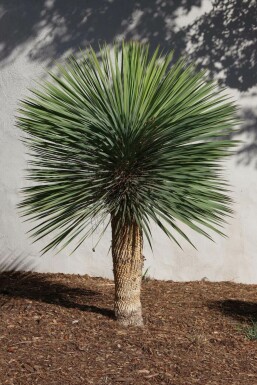 Palm Yucca Rostrata Op stam Stamhoogte 60-80 Hoogte 150-175 Pot Palm / Yucca Rostrata op stam 150-175 cm
