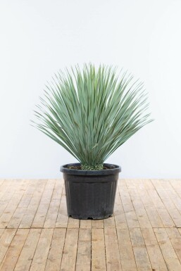 Palm Yucca Rostrata Struik 100-125 Pot