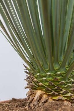 Palm / Yucca Rostrata struik 100-125 cm