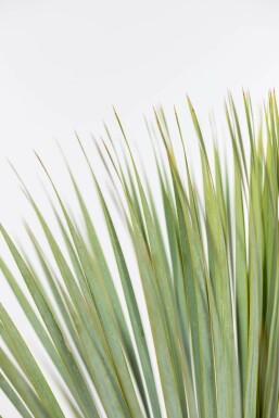 Palm / Yucca Rostrata struik 100-125 cm