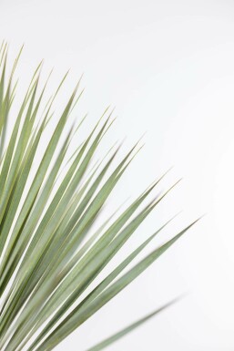 Palm / Yucca Rostrata struik 100-125 cm