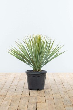 Palm / Yucca Rostrata struik 40-60 cm