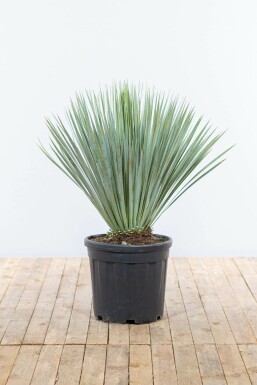 Palm / Yucca Rostrata struik 80-100 cm