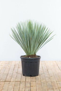 Palm Yucca Rostrata Struik 80-100 Pot