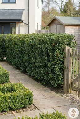 Hulst / Ilex Aquifolium 60-80 cm