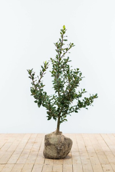 Hulst / Ilex Aquifolium 60-80 cm
