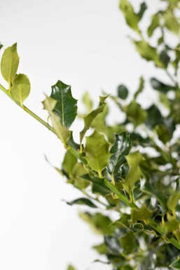 Hulst / Ilex Aquifolium 60-80 cm