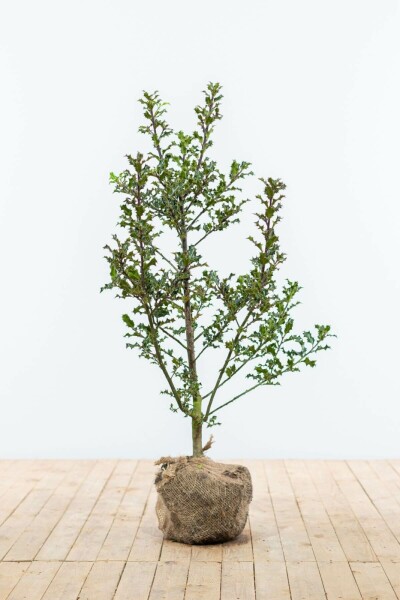 Hulst / Ilex Aquifolium 80-100 cm