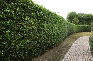 Hulst / Ilex Aquifolium 80-100 cm