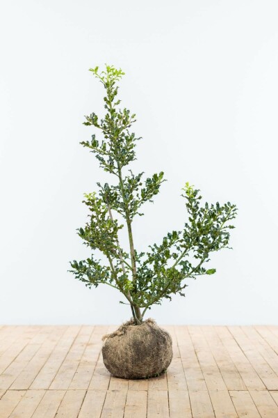 Hulst / Ilex Aquifolium 100-125 cm