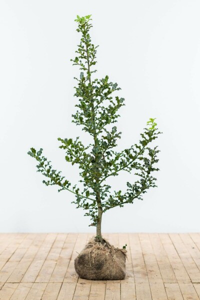 Hulst / Ilex Aquifolium 125-150 cm