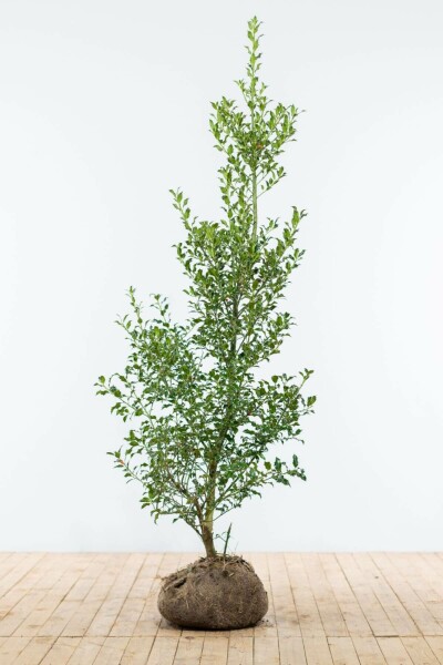 Hulst / Ilex Aquifolium 150-175 cm