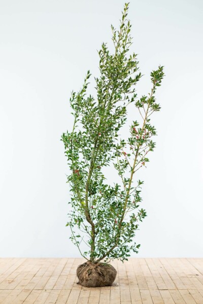 Hulst / Ilex Aquifolium 175-200 cm