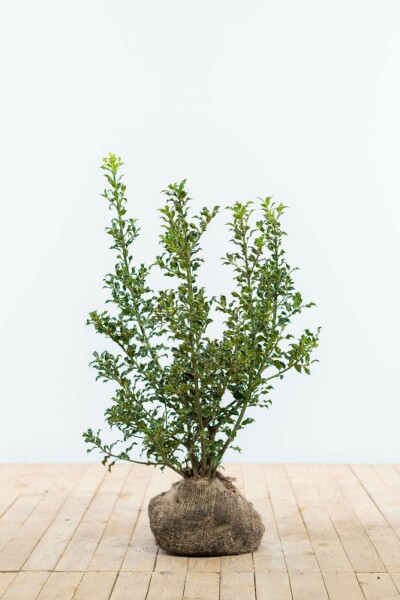 Hulst / Ilex Aquifolium Alaska 60-80 cm