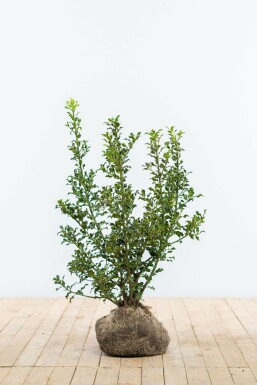 Hulst Ilex Aquifolium Alaska Haag 60-80 Kluit Hulst / Ilex Aquifolium Alaska 60-80 cm