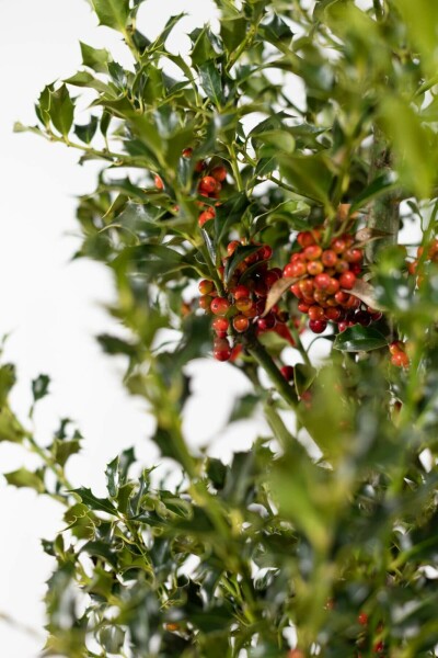 Hulst Ilex Aquifolium Alaska Haag 60-80 Kluit Hulst / Ilex Aquifolium Alaska 60-80 cm