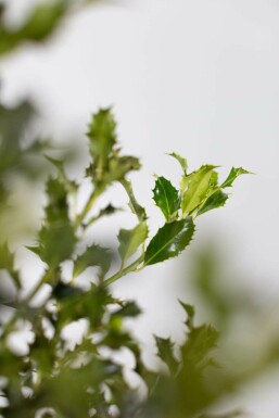 Hulst / Ilex Aquifolium Alaska 80-100 cm