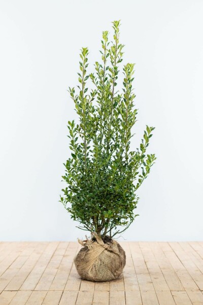 Hulst / Ilex Aquifolium Alaska 100-125 cm