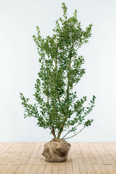Hulst / Ilex Aquifolium Alaska 125-150 cm