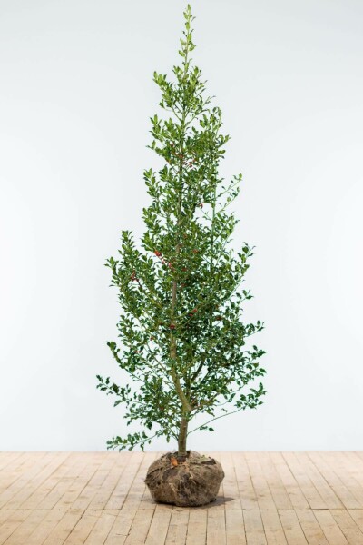 Hulst / Ilex Aquifolium Alaska 150-175 cm