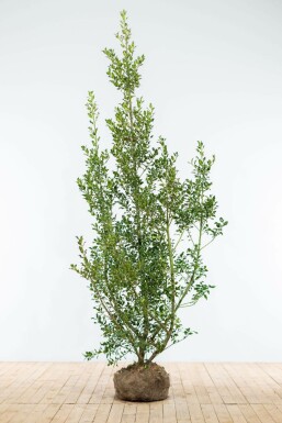 Hulst Ilex Aquifolium Alaska Haag 175-200 Kluit