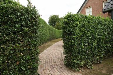 Hulst Ilex Aquifolium Alaska Haag 175-200 Kluit