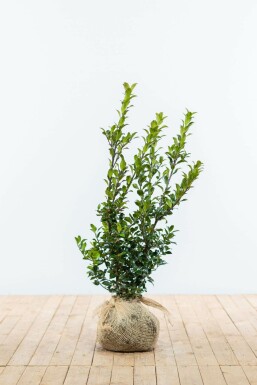 Hulst Ilex meserveae Blue Maid Haag 60-80 Kluit Hulst / Ilex Meserveae Blue Maid 60-80 cm