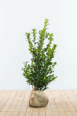 Hulst Ilex meserveae Blue Maid Haag 80-100 Kluit Hulst / Ilex Meserveae Blue Maid 80-100 cm