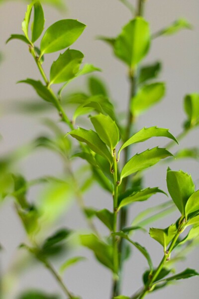 Hulst / Ilex Meserveae Blue Maid 80-100 cm