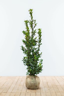 Hulst Ilex meserveae Blue Maid Haag 100-125 Kluit Hulst / Ilex Meserveae Blue Maid 100-125 cm