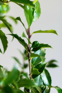Hulst / Ilex Meserveae Blue Maid 100-125 cm
