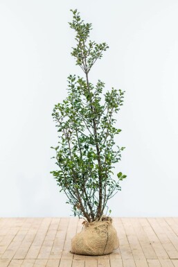 Hulst / Ilex Meserveae Blue Maid 125-150 cm