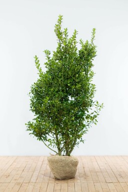 Hulst Ilex meserveae Blue Maid Haag 150-175 Kluit Hulst / Ilex Meserveae Blue Maid 150-175 cm