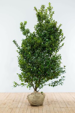 Hulst Ilex meserveae Blue Maid Haag 175-200 Kluit Hulst / Ilex Meserveae Blue Maid 175-200 cm