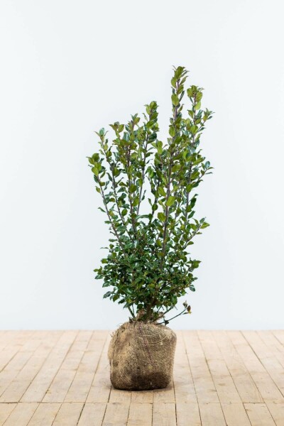 Hulst / Ilex Meserveae Blue Prince 60-80 cm