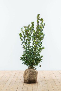 Hulst / Ilex Meserveae Blue Prince