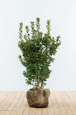 Hulst / Ilex Meserveae Blue Prince