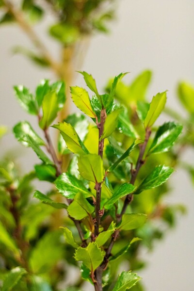 Hulst / Ilex Meserveae Blue Prince 80-100 cm