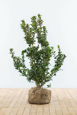 Hulst / Ilex Meserveae Blue Prince