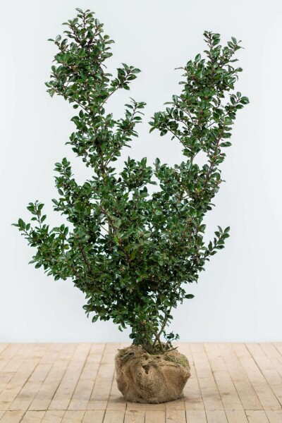 Hulst / Ilex Meserveae Blue Prince 125-150 cm