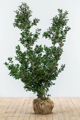 Hulst Ilex meserveae Blue Prince Haag 125-150 Kluit Hulst / Ilex Meserveae Blue Prince 125-150 cm