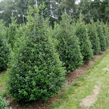Hulst / Ilex Meserveae Blue Prince 125-150 cm