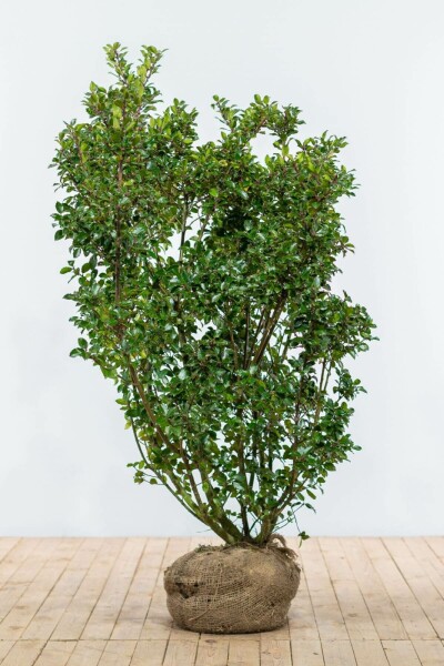 Hulst / Ilex Meserveae Blue Prince