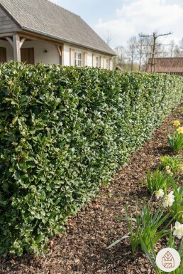 Hulst / Ilex Meserveae Blue Prince 150-175 cm
