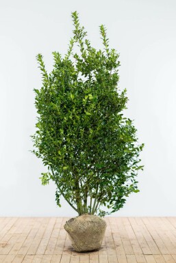 Hulst / Ilex Meserveae Blue Prince