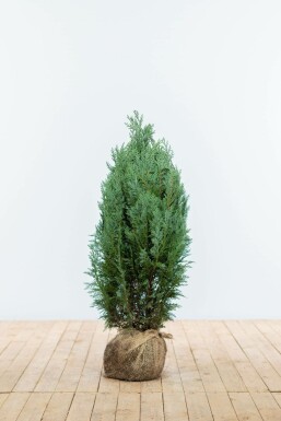 Blauwe Californische Cipres Chamaecyparis lawsoniana Columnaris Glauca Haag 60-80 Kluit Cipres / Chamaecyparis Lawsoniana Columnaris Glauca 60-80 cm
