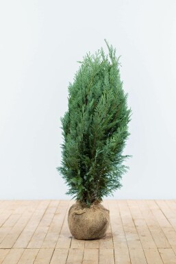 Cipres / Chamaecyparis Lawsoniana Columnaris Glauca 80-100 cm
